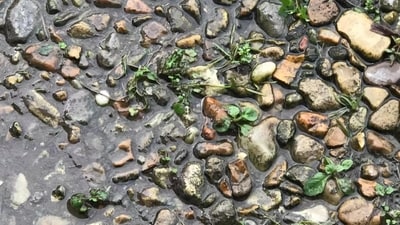 New Reddit optical illusion challenge: Find the bright green frog with black spots in 10 seconds. (Reddit/r/FindTheSniper) New Reddit optical illusion challenge: Find the bright green frog with black spots in 10 seconds. (Reddit/r/FindTheSniper)