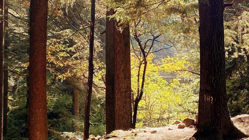 Forest Walk Forest Walk