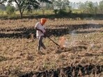 As the window for wheat sowing is very short after the paddy harvest, farmers set their fields on fire to quickly clear the crop residue. (ANI Video Grab) As the window for wheat sowing is very short after the paddy harvest, farmers set their fields on fire to quickly clear the crop residue. (ANI Video Grab)