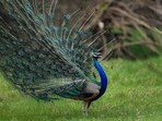 The man said he had killed the two peacocks because his neighbor kept feeding them. (PTI Photo/Kamal Kishore)
The man said he had killed the two peacocks because his neighbor kept feeding them. (PTI Photo/Kamal Kishore)