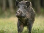 The Kolasib district administration has issued a notice to the public to ensure stricter adherence to Wildlife Protection Act. (Representational image)