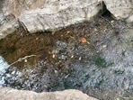 Reddit viral optical illusion: Can you find hidden frog in the river in 10 seconds?