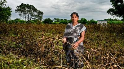 Anita Purale, a resident of Depegaon in Beed district, lost her cotton crop due to heavy rain and floods in the area. (Raju Shinde/ HT Photo) Anita Purale, a resident of Depegaon in Beed district, lost her cotton crop due to heavy rain and floods in the area. (Raju Shinde/ HT Photo)