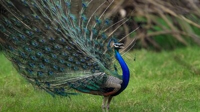 The man said he had killed the two peacocks because his neighbor kept feeding them. (PTI Photo/Kamal Kishore) (PTI)