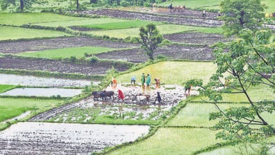 Pune, India - July 4, 2019: Rice plantation in Chiplun, India, on Thursday, July 4, 2019. (Photo by Pratham Gokhale/Hindustan Times) (Pratham Gokhale/HT Photo) Pune, India - July 4, 2019: Rice plantation in Chiplun, India, on Thursday, July 4, 2019. (Photo by Pratham Gokhale/Hindustan Times) (Pratham Gokhale/HT Photo)