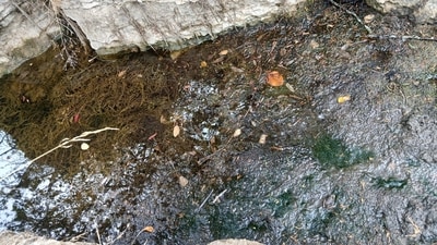 Reddit viral optical illusion: Can you find hidden frog in the river in 10 seconds? (Reddit/r/FindTheSniper) Reddit viral optical illusion: Can you find hidden frog in the river in 10 seconds? (Reddit/r/FindTheSniper)