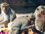 MCD relocated 1,654 monkeys in 2022-23. (Photo for representation) MCD relocated 1,654 monkeys in 2022-23. (Photo for representation)