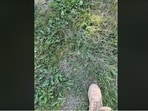 Only eagle-eyed can spot the frog in this viral optical illusion challenge.(Reddit)