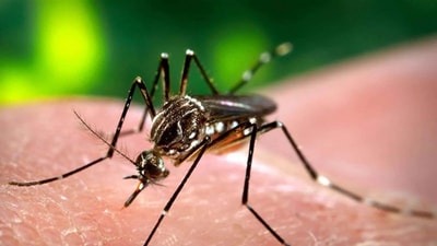 Good diet and proper precautions help to protect kids from dengue fever. (HT File Photo) Good diet and proper precautions help to protect kids from dengue fever. (HT File Photo)