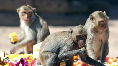 MCD relocated 1,654 monkeys in 2022-23. (Photo for representation) MCD relocated 1,654 monkeys in 2022-23. (Photo for representation)