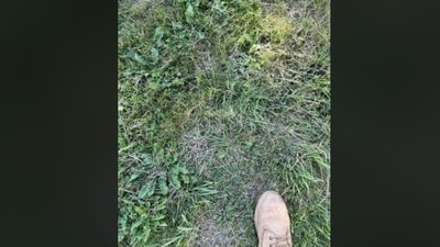 Only eagle-eyed can spot the frog in this viral optical illusion challenge. (Reddit)