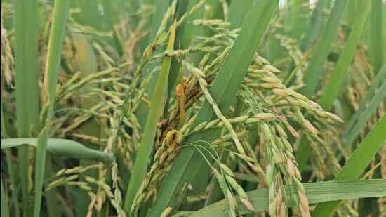 Paddy crop infested by false smut disease. (HT)