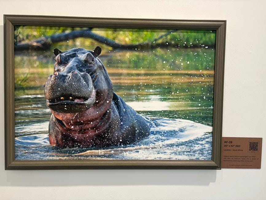A hippopotamus photographed lifting its massive head as a show of dominance. A hippopotamus photographed lifting its massive head as a show of dominance.