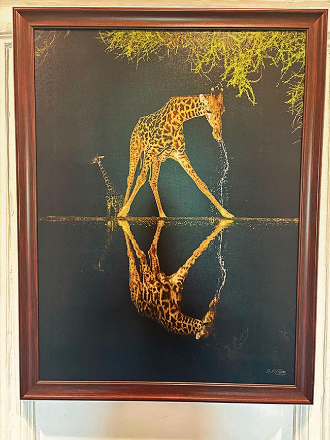 A giraffe photographed drinking water with its long legs splayed wide, since its towering neck alone can’t reach the ground. A giraffe photographed drinking water with its long legs splayed wide, since its towering neck alone can’t reach the ground.