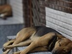 According to district data, 118,667 anti-rabies doses were administered in 2023, 145,137 in 2024 and over 123,000 doses so far this year. (HT Archive)