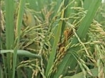 Paddy crop infested by false smut disease. (HT)
