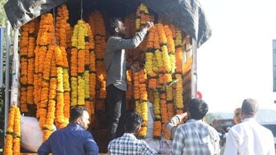 Marigold prices surge on Dussehra as heavy rains disrupt supply