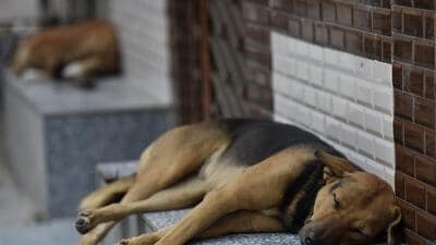 According to district data, 118,667 anti-rabies doses were administered in 2023, 145,137 in 2024 and over 123,000 doses so far this year. (HT Archive) According to district data, 118,667 anti-rabies doses were administered in 2023, 145,137 in 2024 and over 123,000 doses so far this year. (HT Archive)
