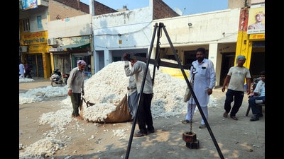 Experts and farmers are elated over the average yield of 1.5 quintals per acre in the first picking of cotton bolls. (Sanjeev Kumar/HT)