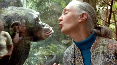 (FILES) Jane Goodall, the world's foremost authority on chimpanzees, communicates with chimpanzee Nana, on June 6, 2004 at the zoo of Magdeburg in eastern Germany. (Photo by JENS SCHLUETER / DDP / AFP) (AFP)