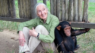 Jane Goodall has died at the age of 91. (X) Jane Goodall has died at the age of 91. (X)