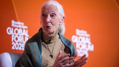 Dr. Jane Goodall passes away at 91: A look at her marriages to Hugo van Lawick and Derek Bryceson. (Bloomberg) Dr. Jane Goodall passes away at 91: A look at her marriages to Hugo van Lawick and Derek Bryceson. (Bloomberg)