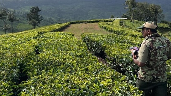 Coffee estates in India (Photo: Instagram / lockhartbungalow)