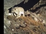 The snow leopard density, as per the study, ranges from 0.16 to 0.53 individuals per 100 km², with the trans-Himalayan regions of Spiti and Pin valley, followed by Upper Kinnaur and Tabo, recording the highest densities. (File)