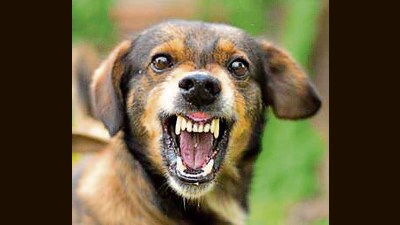 As per guidelines, aggressive dogs will be given shelter, medicines, treatment and food facilities during the process. (Getty Images) As per guidelines, aggressive dogs will be given shelter, medicines, treatment and food facilities during the process. (Getty Images)