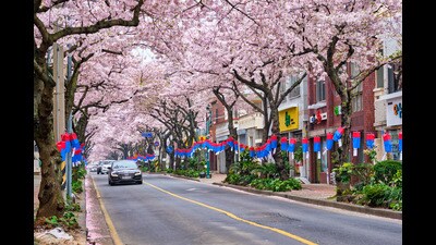 Jeju Island in South Korea. “Midway through, Serk’s sabbatical takes him to Japan. His parents were from Jeju Island and learning, as a child, that the place wasn’t Japanese but Korean was “so profoundly disorienting that the greater discovery, that he himself was Korean, was for the moment secondary.” (Shutterstock)
