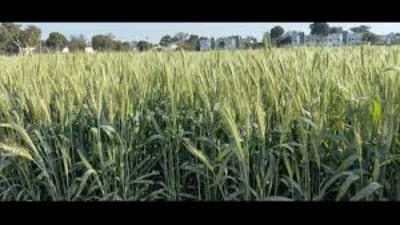 The Cabinet Committee on Economic Affairs has mentioned ₹1,239 as the expected cost of wheat production per quintal The Cabinet Committee on Economic Affairs has mentioned ₹1,239 as the expected cost of wheat production per quintal