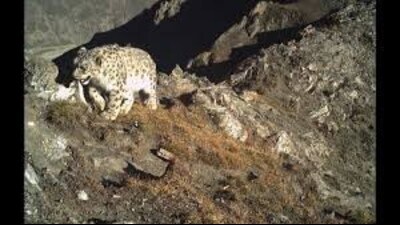 The snow leopard density, as per the study, ranges from 0.16 to 0.53 individuals per 100 km², with the trans-Himalayan regions of Spiti and Pin valley, followed by Upper Kinnaur and Tabo, recording the highest densities. (File) The snow leopard density, as per the study, ranges from 0.16 to 0.53 individuals per 100 km², with the trans-Himalayan regions of Spiti and Pin valley, followed by Upper Kinnaur and Tabo, recording the highest densities. (File)