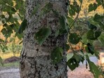 Optical illusion: Reddit’s tricky camouflage puzzle has left viewers stumped. Can you solve it in 10 seconds?(Reddit)