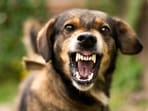 A dog bite incident happened at the JLN Stadium, on Friday. A dog bite incident happened at the JLN Stadium, on Friday.