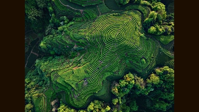 A plantation sits amid a forest in China. (Shutterstock) A plantation sits amid a forest in China. (Shutterstock)