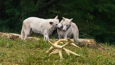 Romulus and Remus celebrate their first birthday. (X/@rob_keyes)