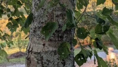 Optical illusion: Reddit’s tricky camouflage puzzle has left viewers stumped. Can you solve it in 10 seconds? (Reddit) Optical illusion: Reddit’s tricky camouflage puzzle has left viewers stumped. Can you solve it in 10 seconds? (Reddit)