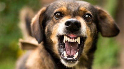 A dog bite incident happened at the JLN Stadium, on Friday. (HT_PRINT) A dog bite incident happened at the JLN Stadium, on Friday. (HT_PRINT)