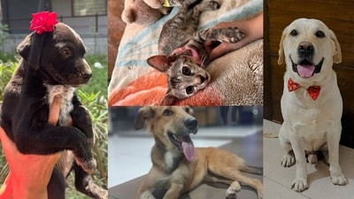 Meet the furry buddies who are available for adoption this week!