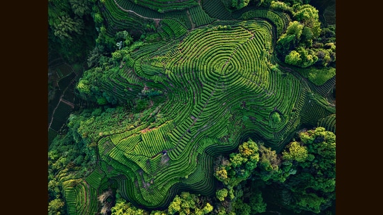 A plantation sits amid a forest in China. (Shutterstock)