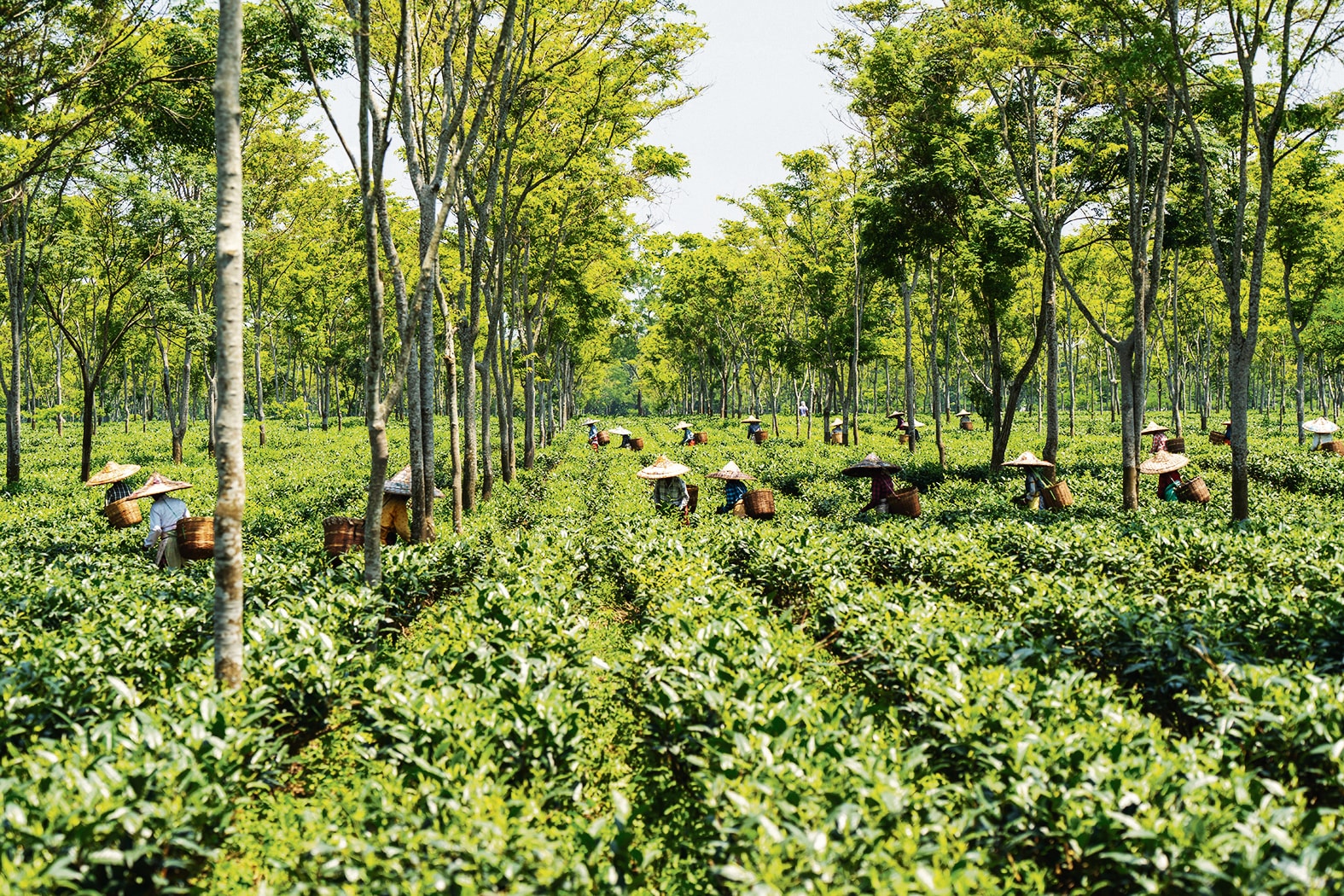 Tea pluckers at work in Assam. It takes so many fresh leaves to make a single kg of black tea that the need for labour has fuelled massive historical migrations. (Shutterstock) Tea pluckers at work in Assam. It takes so many fresh leaves to make a single kg of black tea that the need for labour has fuelled massive historical migrations. (Shutterstock)