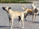 The incident involving stray dogs at Delhi's stadium has sparked outrage. (Representational image). The incident involving stray dogs at Delhi's stadium has sparked outrage. (Representational image).