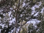An optical illusion showing dense trees with sunlight hiding an owl went viral as people tested their eyes trying to spot the camouflaged bird. An optical illusion showing dense trees with sunlight hiding an owl went viral as people tested their eyes trying to spot the camouflaged bird.