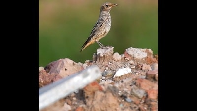 Rare thrush atop ‘malba’ at Saketri. (Pushkar Bali) Rare thrush atop ‘malba’ at Saketri. (Pushkar Bali)