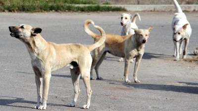 The incident involving stray dogs at Delhi's stadium has sparked outrage. (Representational image). (HT_PRINT) The incident involving stray dogs at Delhi's stadium has sparked outrage. (Representational image). (HT_PRINT)
