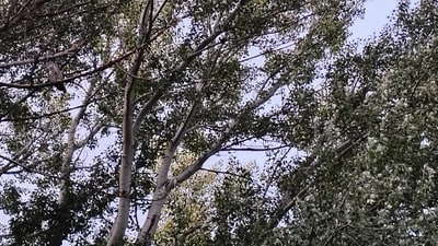 An optical illusion showing dense trees with sunlight hiding an owl went viral as people tested their eyes trying to spot the camouflaged bird. (Reddit/AnonymousWombat229) An optical illusion showing dense trees with sunlight hiding an owl went viral as people tested their eyes trying to spot the camouflaged bird. (Reddit/AnonymousWombat229)