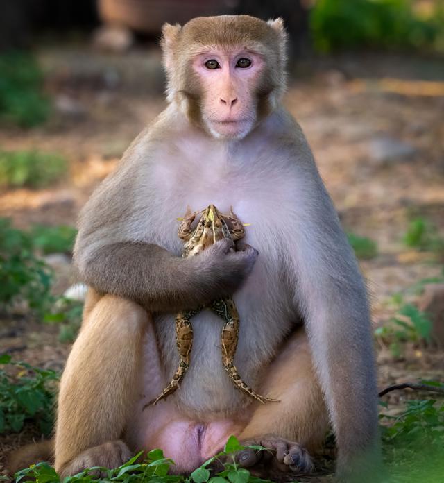 Close to the heart? Monkey with the bullfrog. (Anuj Jain) Close to the heart? Monkey with the bullfrog. (Anuj Jain)