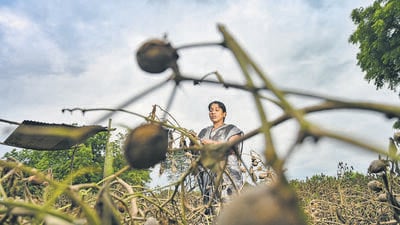Beed, India. Sep 28, 2025 - Anita Purale, a resident of Depegaon in Beed district, lost her cotton crop due to heavy rain and floods in the area. Severe rainfall has caused flooding in Maharashtra’s Marathwada region, resulting in two fatalities and the evacuation of over 11,500 residents. Beed, India. Sep 28, 2025. (Photo by Raju Shinde/HT Photo) (Raju Shinde)