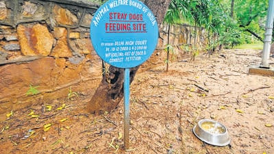 Councillors said a few feeding spots have also been identified in parts of Keshav Puram, north Delhi and south Delhi. (HT Archive) Councillors said a few feeding spots have also been identified in parts of Keshav Puram, north Delhi and south Delhi. (HT Archive)