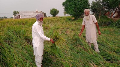 Farmers show their damaged paddy crop after the rain at Deon village in Bathinda. (Sanjeev Kumar /HT)